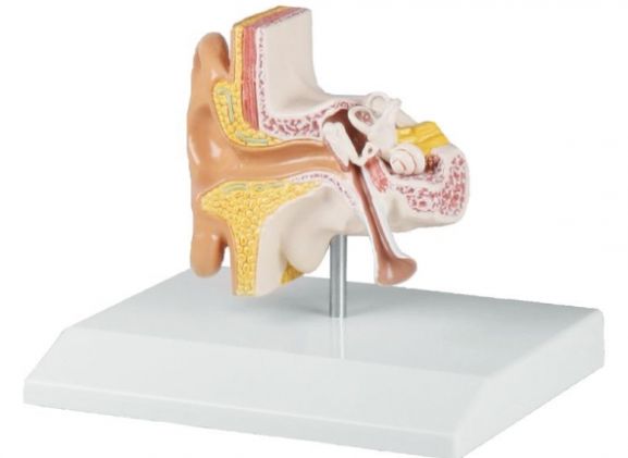 https://mail.jayakelana.id/uploads/product/-e220-ear-model-1-5-891711ef194e274_cover.jpg