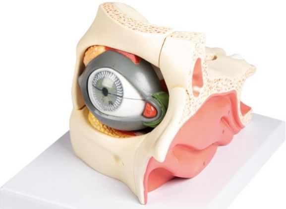 https://mail.jayakelana.id/uploads/product/-f160-eye-in-orbit-688407385e87f14_cover.jpg