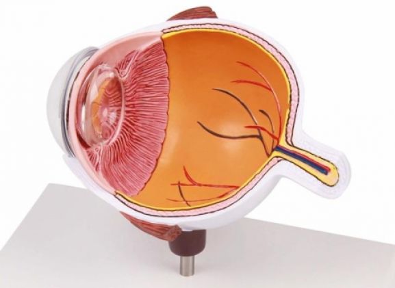 https://mail.jayakelana.id/uploads/product/-f50-eye-half-enlarged-474222b7ae0b4f6_cover.jpg