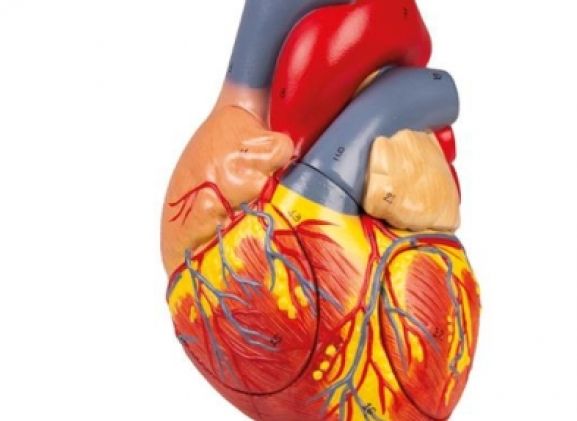 https://mail.jayakelana.id/uploads/product/-g112-human-heart-2x-78586a8e3bbb39b_cover.jpg