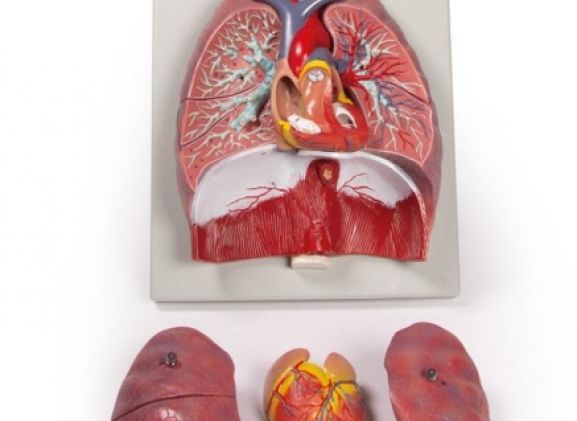https://mail.jayakelana.id/uploads/product/-g115-lungs-heart-and-38020d3548a949b_cover.jpg