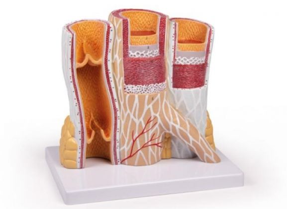 https://mail.jayakelana.id/uploads/product/-g142-artery-and-vein-53682f4e2ecf864_cover.jpg
