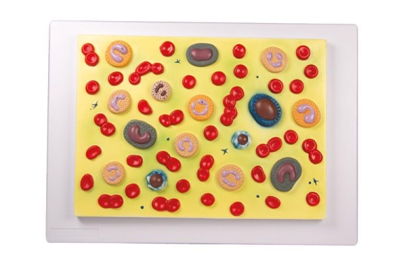 (G165) Human Blood Cells