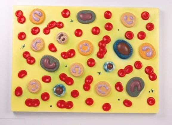 https://mail.jayakelana.id/uploads/product/-g165-human-blood-cells-4554386220fce03_cover.jpg