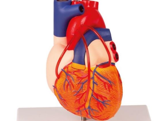https://mail.jayakelana.id/uploads/product/-g205-heart-with-bypass-861038a94bbcbe8_cover.jpg