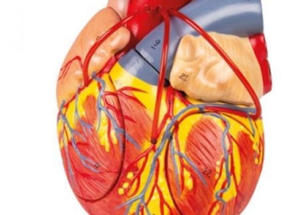 https://mail.jayakelana.id/uploads/product/-g206-heart-with-bypass--4177884aca62d52_cover.jpg