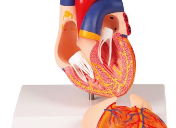 https://mail.jayakelana.id/uploads/product/-g207-heart-model-2-69718dcbe0e411d_cover.jpg