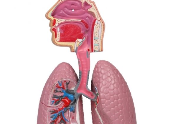 https://mail.jayakelana.id/uploads/product/-g216-human-respiratory-system-92835081292854e_cover.jpg