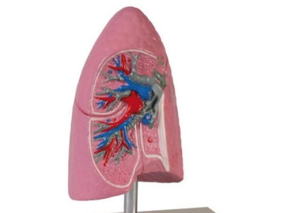 https://mail.jayakelana.id/uploads/product/-g252-lung-half-1-2-41293d86e3870d0_cover.jpg