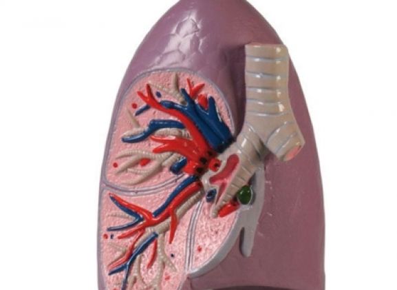 https://mail.jayakelana.id/uploads/product/-g253-lung-half-life-77637b23cb65290_cover.jpg