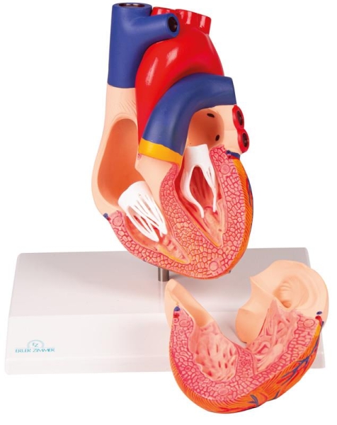 (G310) Heart Model, life size, 2 parts, EZ Augmented Anatomy