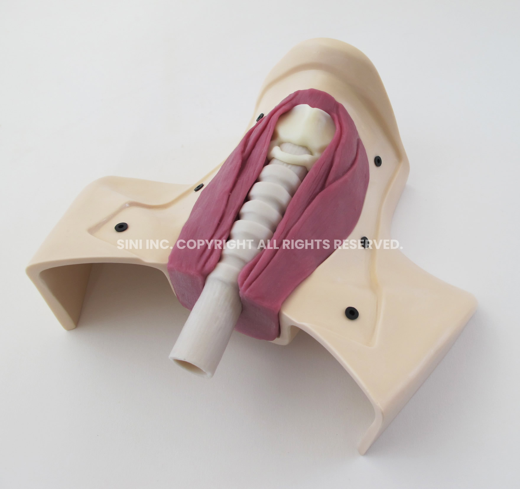 (H-TCT-01) Tracheotomy Trainer