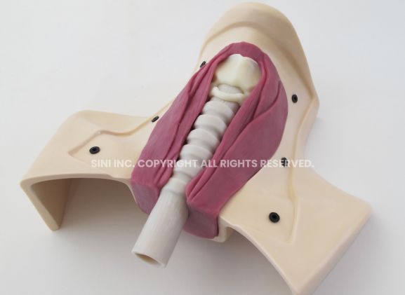 https://mail.jayakelana.id/uploads/product/-h-tct-01-tracheotomy-trainer-42982278b2349be_cover.jpg