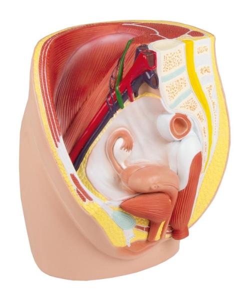(H210) Female Pelvis, life size, 3-part