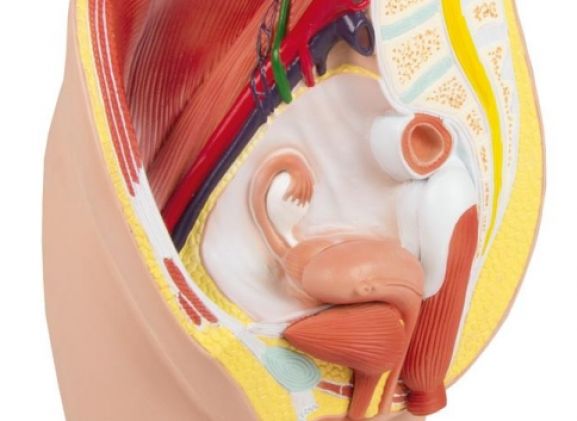 https://mail.jayakelana.id/uploads/product/-h210-female-pelvis-life-207604358bdf132_cover.jpg