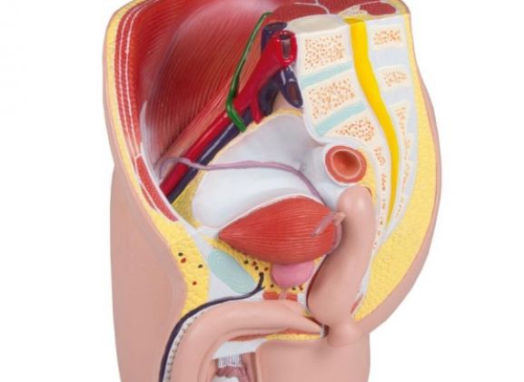 https://mail.jayakelana.id/uploads/product/-h211-male-pelvis-life-72549a71094df75_cover.jpg