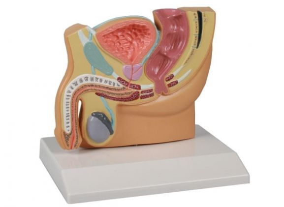 https://mail.jayakelana.id/uploads/product/-h221-male-pelvis-section--15800cf2f11ee5e_cover.jpg