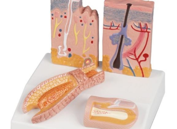 https://mail.jayakelana.id/uploads/product/-j214-skin-hair-nail-desktop-model--75860ccbe70094c_cover.jpg