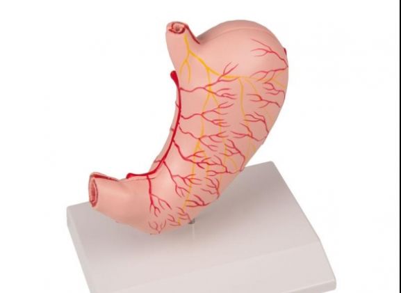 https://mail.jayakelana.id/uploads/product/-k215-stomach-life-size--48435fea7fda588_cover.jpg