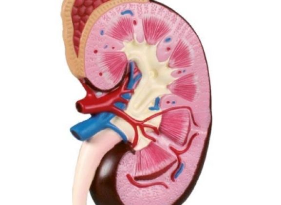 https://mail.jayakelana.id/uploads/product/-k260-kidney-model-2-56864f816e635e5_cover.jpg