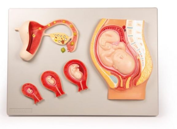 https://mail.jayakelana.id/uploads/product/-l101-fetal-development-985412c36eed87f_cover.jpg