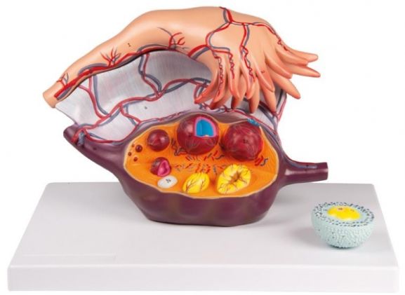 https://mail.jayakelana.id/uploads/product/-l103-ovary-structure-94867df53b95bea_cover.jpg