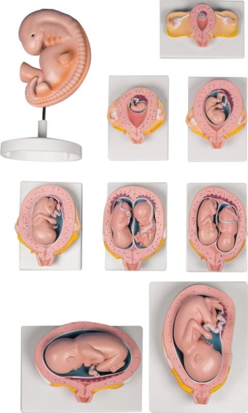 (L204) Pregnancy Model Set, 9 models