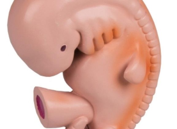 https://mail.jayakelana.id/uploads/product/-l215-human-embryo-4-8702588d1fa5541_cover.jpg