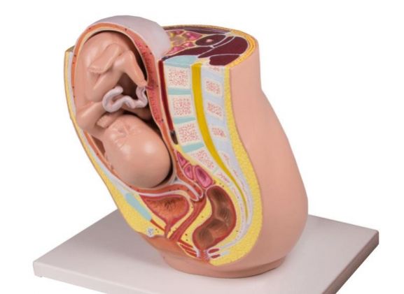 https://mail.jayakelana.id/uploads/product/-l220-pregnancy-pelvis-with-650511bab8ca0d7_cover.jpg