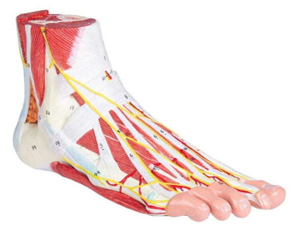(M139) Anatomy of the Foot, 9 parts