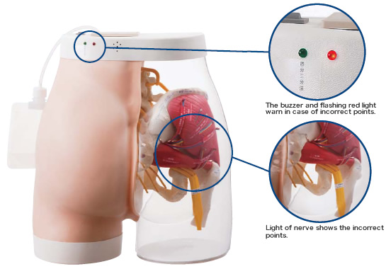 (M152) Intramuscular Injection Model of Buttock