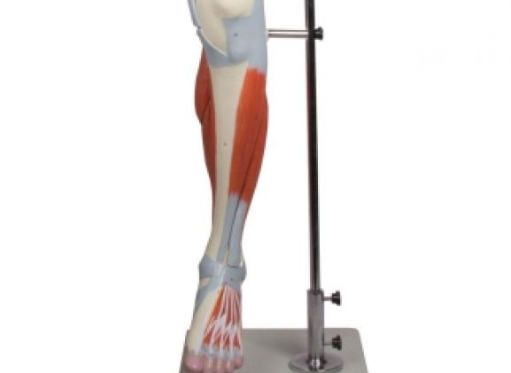 https://mail.jayakelana.id/uploads/product/-m220-leg-muscles-13-part-355247dc3ca4939_cover.jpg
