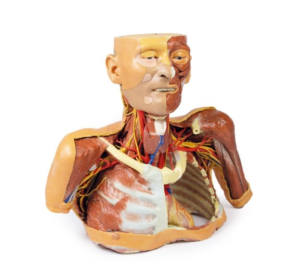 (MP1250) Head, Neck and Shoulder with Angiosomes