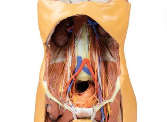 https://mail.jayakelana.id/uploads/product/-mp1300-posterior-abdominal-wall-122572f88492647_cover.jpg