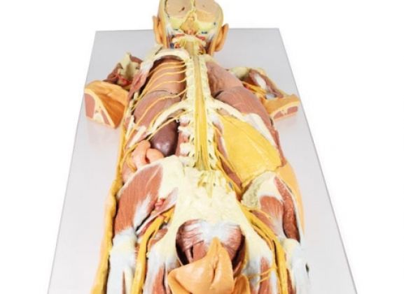 https://mail.jayakelana.id/uploads/product/-mp1400-nervous-system-dissection-15695a3a973928a_cover.jpg