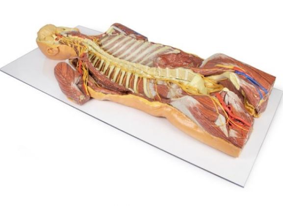 https://mail.jayakelana.id/uploads/product/-mp1410-posterior-body-wall-69323ffc8cd80b2_cover.jpg
