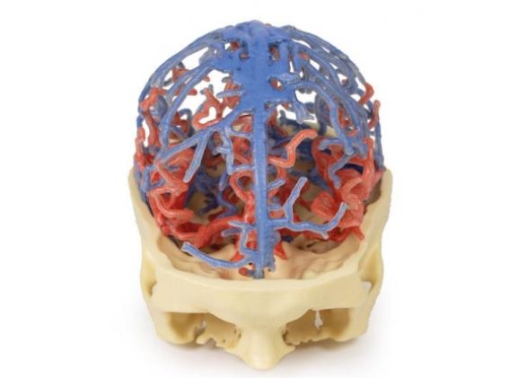 https://mail.jayakelana.id/uploads/product/-mp1640-3d-printed-anatomy-5399593a735c862_cover.jpg