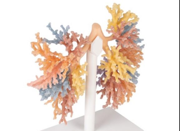 https://mail.jayakelana.id/uploads/product/-mp1690-bronchial-tree-243324f35a34dc6_cover.jpg