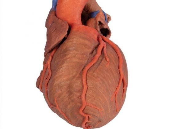 https://mail.jayakelana.id/uploads/product/-mp1710-heart-and-the-11703c89c5ab82c_cover.jpg