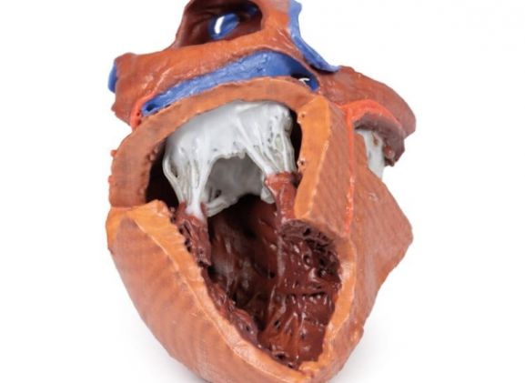 https://mail.jayakelana.id/uploads/product/-mp1715-heart-internal-structures-38792208a973a09_cover.jpg