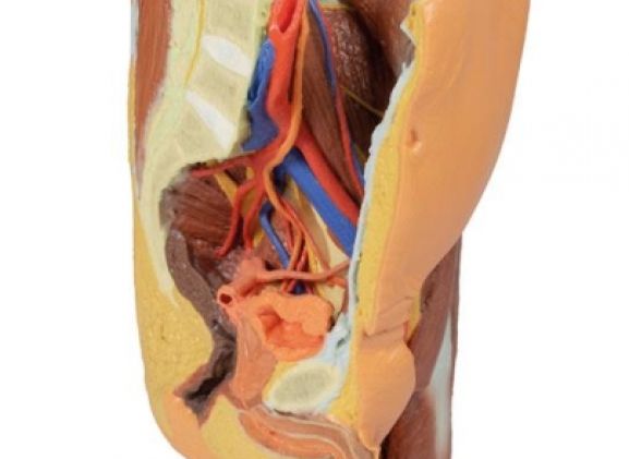 https://mail.jayakelana.id/uploads/product/-mp1765-male-left-pelvis-224391ef800a035_cover.jpg