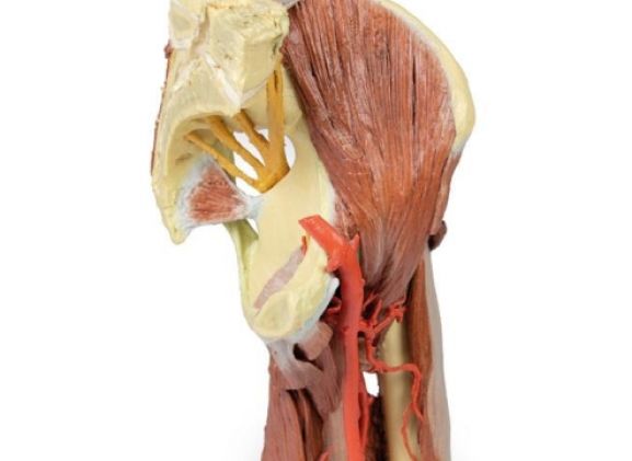 https://mail.jayakelana.id/uploads/product/-mp1813-lower-limb--23746be4b341db7_cover.jpg