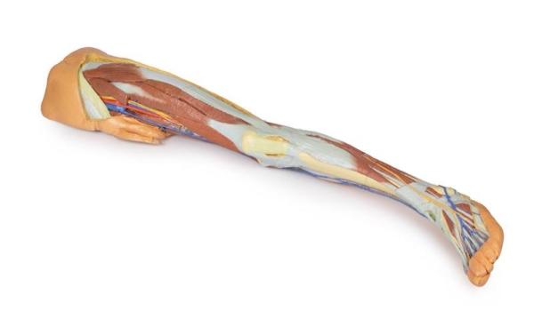 (MP1818) Lower Limb, Superficial Dissection with Male Left Pelvis