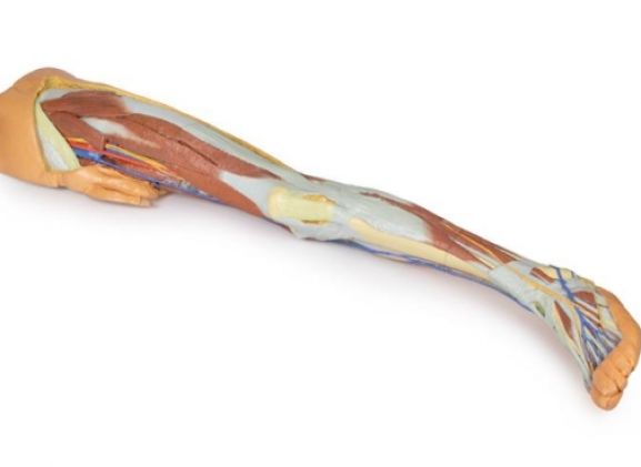 https://mail.jayakelana.id/uploads/product/-mp1818-lower-limb-superficial-613000cf0032de5_cover.jpg