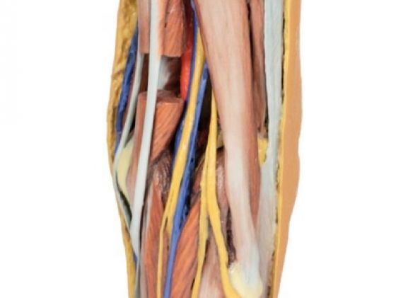https://mail.jayakelana.id/uploads/product/-mp1830-popliteal-fossa-799074de639e510_cover.jpg