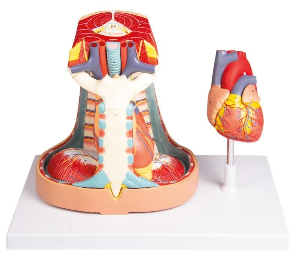 (V103) Mediastinum, life size