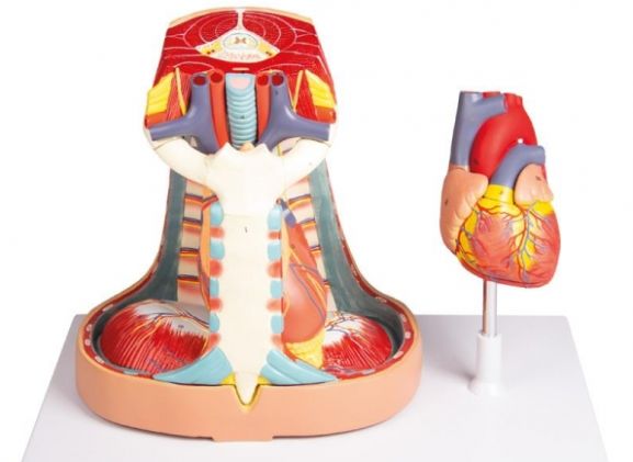https://mail.jayakelana.id/uploads/product/-v103-mediastinum-life-size-473995830356e86_cover.jpg