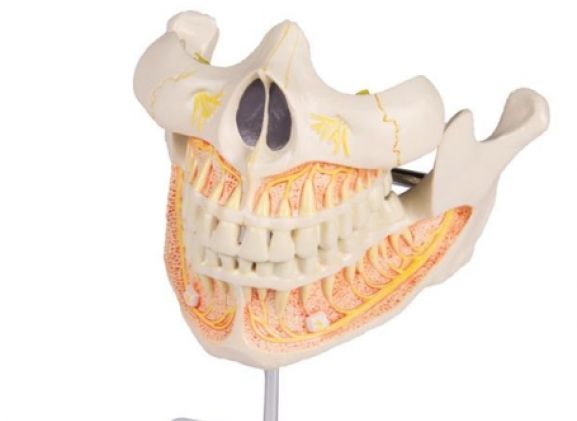 https://mail.jayakelana.id/uploads/product/-v181-permanent-teeth-model-98565eb1b62961e_cover.jpg