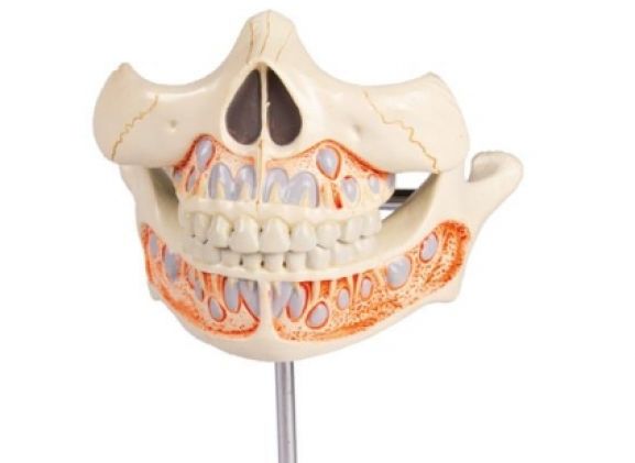 https://mail.jayakelana.id/uploads/product/-v182-decidous-teeth-model-365792990e68a8c_cover.jpg