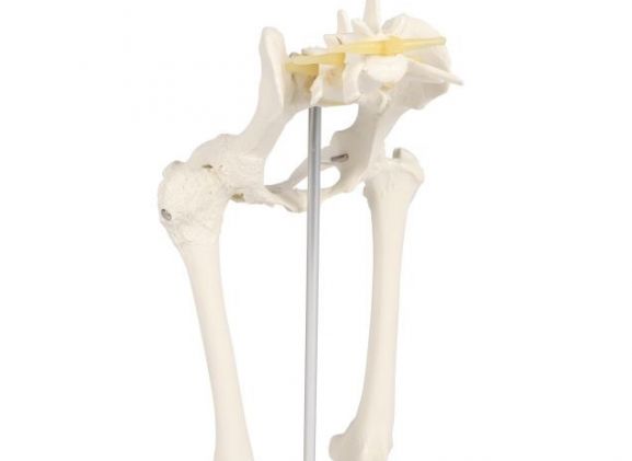 https://mail.jayakelana.id/uploads/product/-vet1060-canine-hip-120626c8dfbf12c_cover.jpg